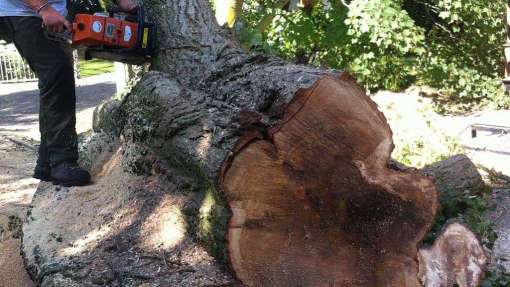 bomen rooien in Gassel